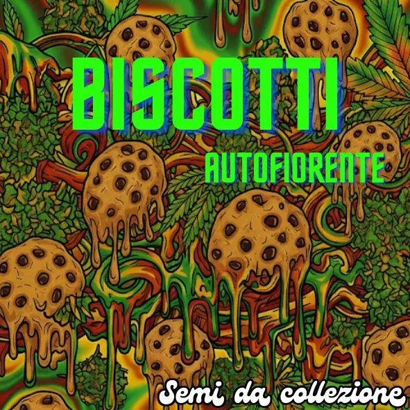 Biscotti  3 Semi da collezione Autofiorente 