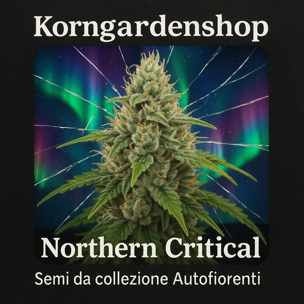 Northern Critical 3 Semi da collezione Autofiorente 
