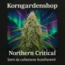 Northern Critical 3 Semi da collezione Autofiorente 